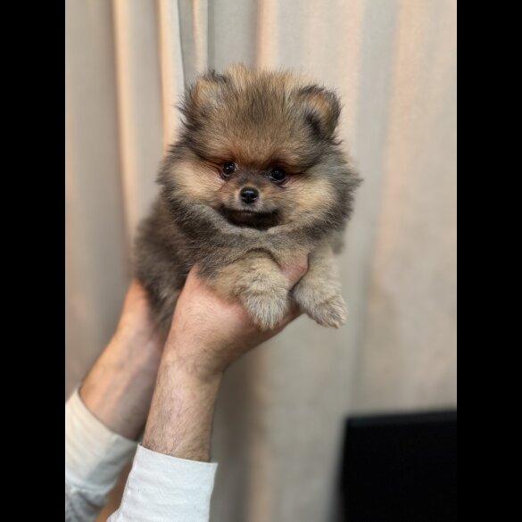 Pomeranian - Dogs