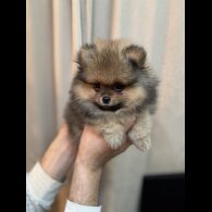 Pomeranian - Dogs