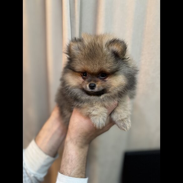 Pomeranian - Dogs