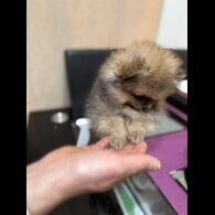 Pomeranian - Dogs