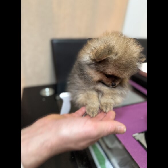 Pomeranian - Dogs