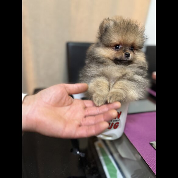Pomeranian - Dogs