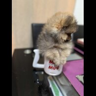 Pomeranian - Dogs