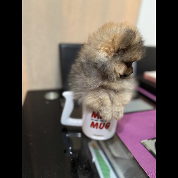 Pomeranian - Dogs
