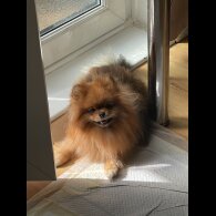 Pomeranian - Dogs