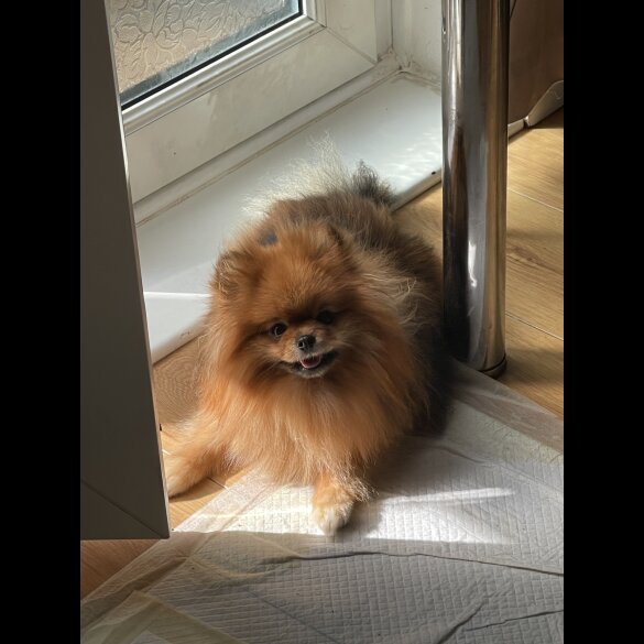 Pomeranian - Dogs