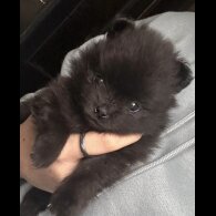 Pomeranian - Both