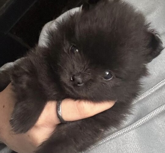 Pomeranian