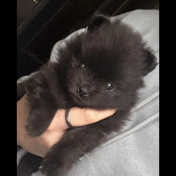 Pomeranian - Both