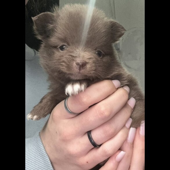 Pomeranian - Both