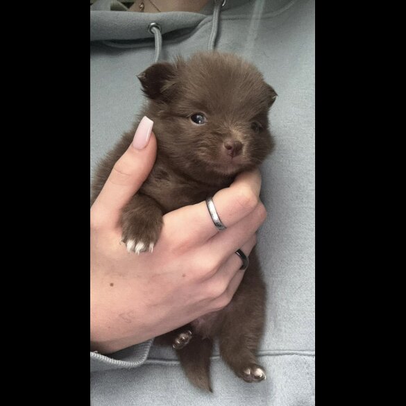 Pomeranian - Both
