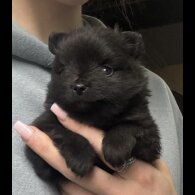 Pomeranian - Both