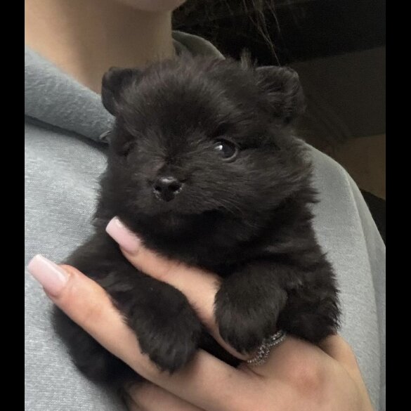 Pomeranian - Both