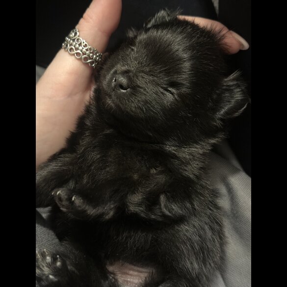 Pomeranian - Both