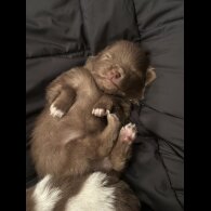 Pomeranian - Both