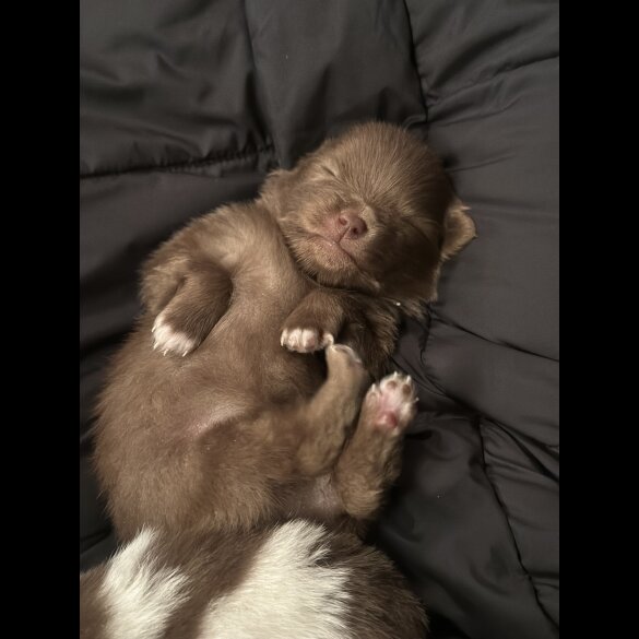 Pomeranian - Both