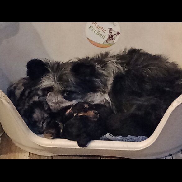 Pomapoo - Both