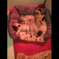 Pug - Both