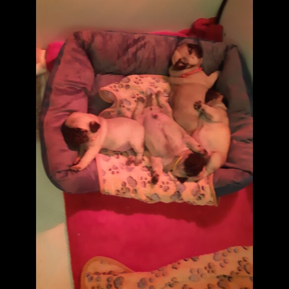 Pug - Both