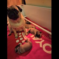 Pug - Both