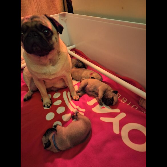 Pug - Both