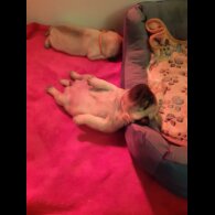 Pug - Both