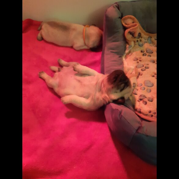 Pug - Both