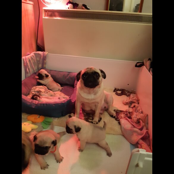Pug - Both