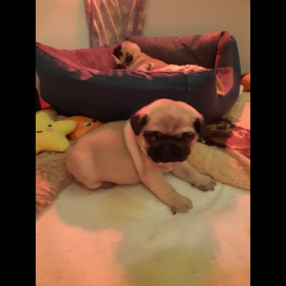 Pug - Both