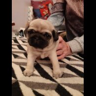 Pug - Both