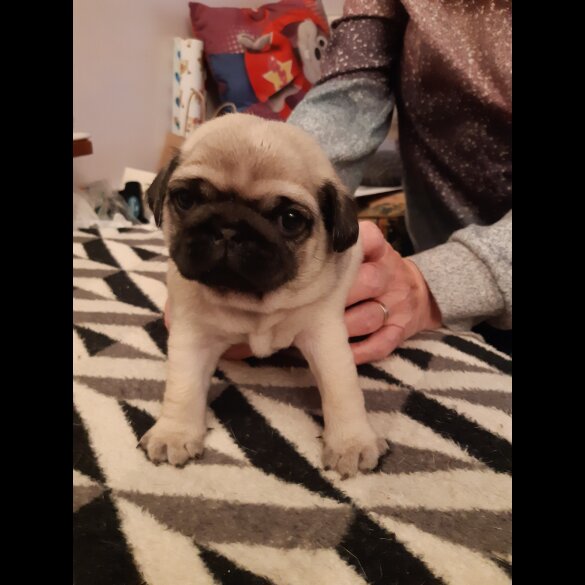 Pug - Both