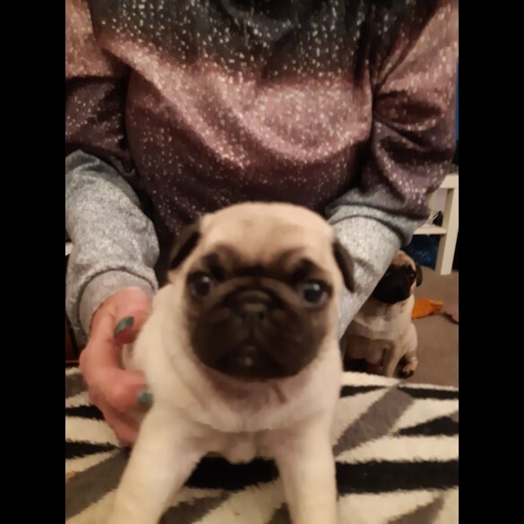 Pug - Both