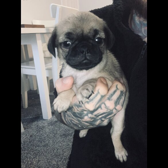 Pug - Bitches