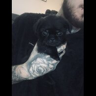 Pug - Bitches