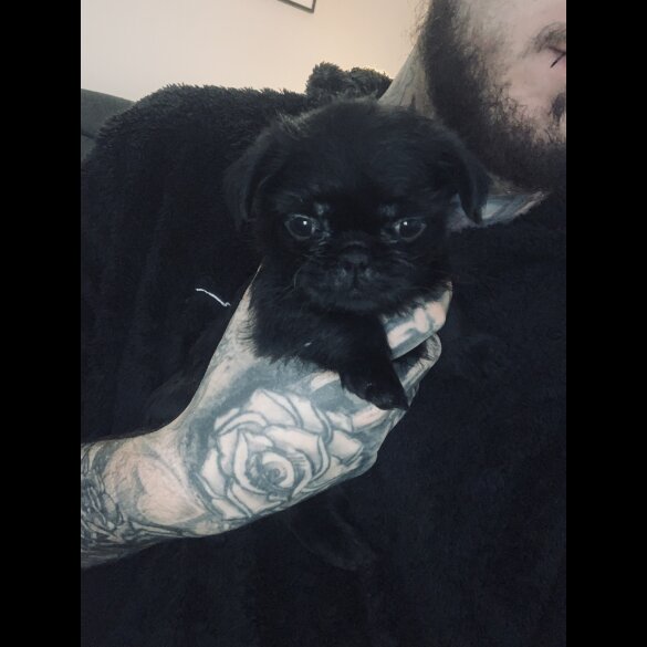 Pug - Bitches