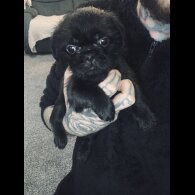 Pug - Bitches