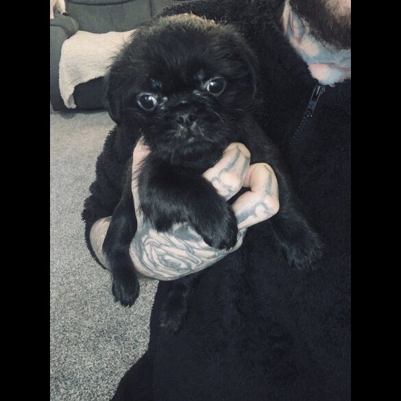 Pug - Bitches