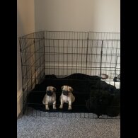 Pug - Bitches