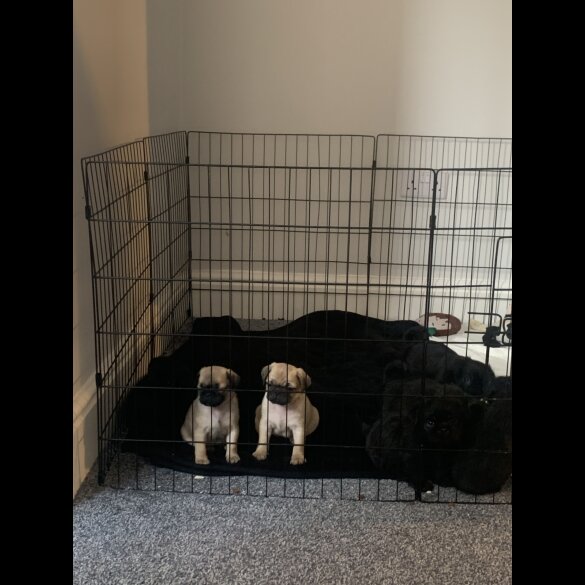 Pug - Bitches