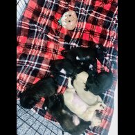 Pug - Bitches