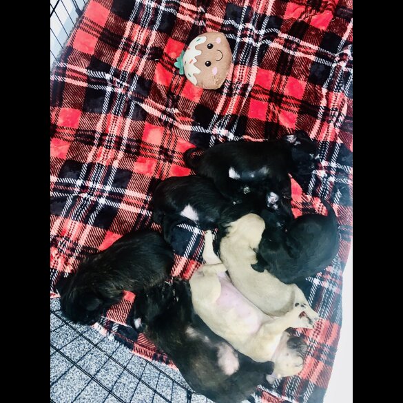 Pug - Bitches
