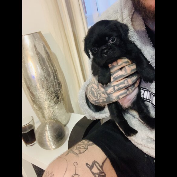 Pug - Bitches