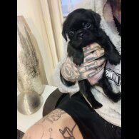 Pug - Bitches