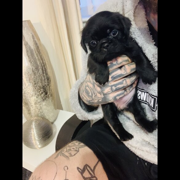 Pug - Bitches