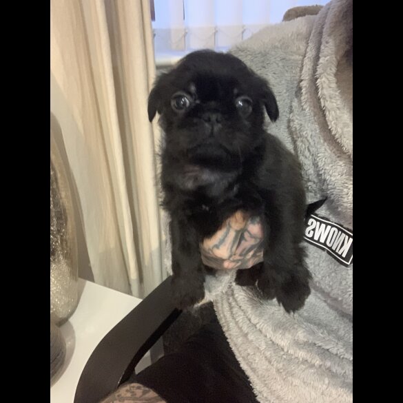 Pug - Bitches