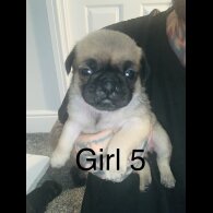 Pug - Bitches