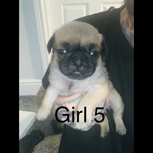 Pug - Bitches