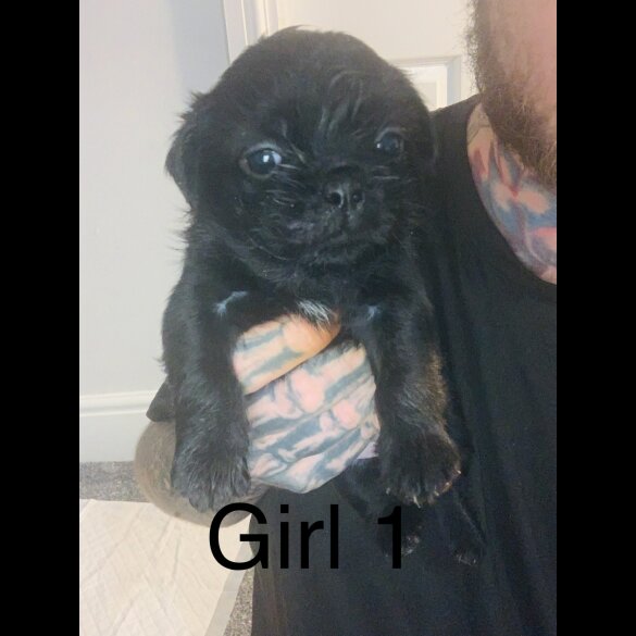 Pug - Bitches