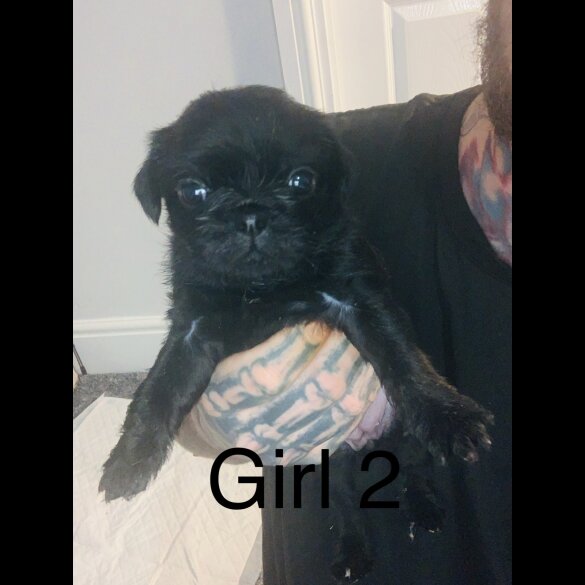 Pug - Bitches