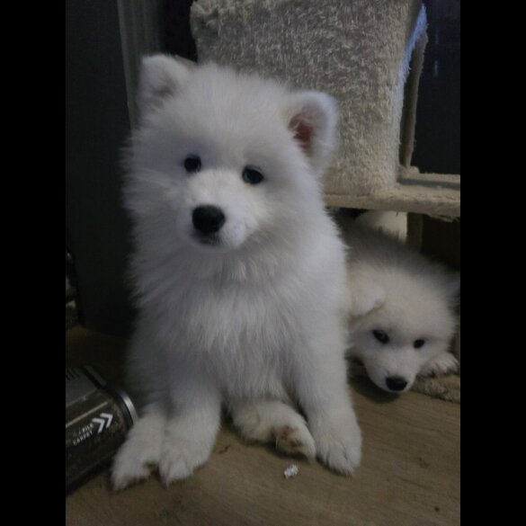 Samoyed - Dogs